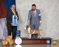 Miniature Bull Terrier #5 Sun G1 Judge John Booth