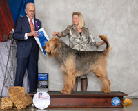 Otterhound #5 Sun G1 Judge Robert Hutton