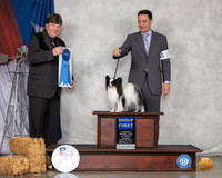 Papillon #14 Sun G1 Judge Charles Olvis