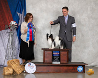 Papillon #14 Sun RBIS Judge Elizabeth Muthard
