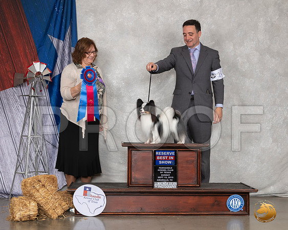 Papillon #14 Sun RBIS Judge Elizabeth Muthard__SR_9139_Amrilo2019-HR3