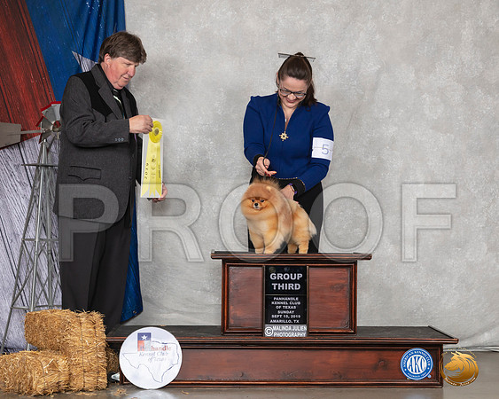Pomeranian #5 Sun G3 Judge Charles Olvis__SR_8987_Amrilo2019-HR3