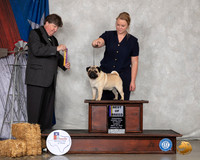 Pug #5 Sun BOB Judge Charles Olvis