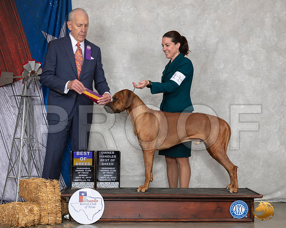 Rhodesian Ridgeback #11 Sun BOB Judge Robert Hutton__SR_9000_Amrilo2019-HR3