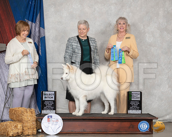 Samoyed #6 Sun SB Judge Nancy Liebes__SR_8957_Amrilo2019-HR3