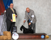Scottish Terrier #8 Sun G3 Judge John Booth