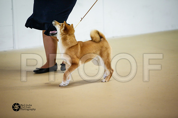 shib-9104-HtoJan14-HR