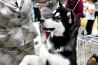 Alaskan Malamutes Sun Ring
