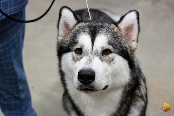 Alaskan Malamutes Sun Ring_JJL_0909_Amrilo2019-HR3