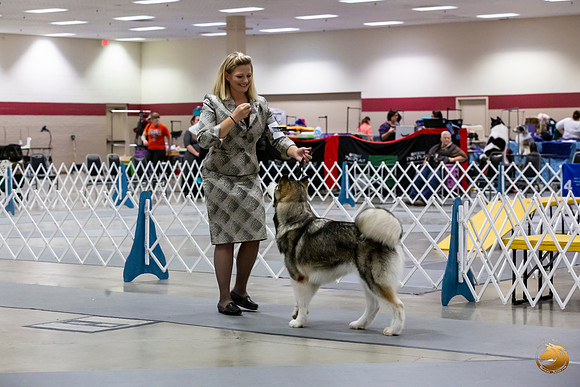 Alaskan Malamutes Sun Ring_JJL_0922_Amrilo2019-HR3