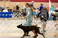 Cane Corso #6 Sun Rings