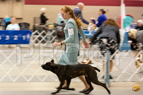 Cane Corso #6 Sun Rings_JJL_0731_Amrilo2019-HR3