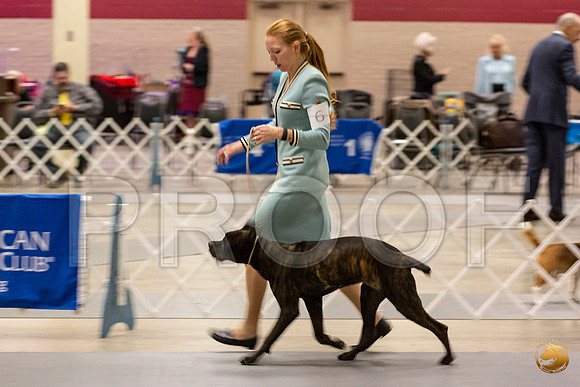 Cane Corso #6 Sun Rings_JJL_0732_Amrilo2019-HR3