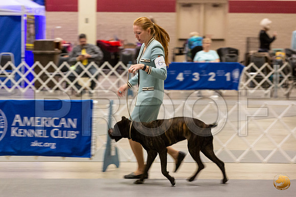 Cane Corso #6 Sun Rings_JJL_0733_Amrilo2019-HR3