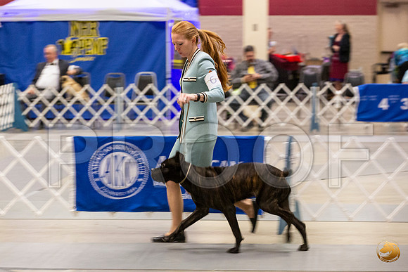 Cane Corso #6 Sun Rings_JJL_0735_Amrilo2019-HR3