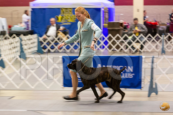 Cane Corso #6 Sun Rings_JJL_0736_Amrilo2019-HR3
