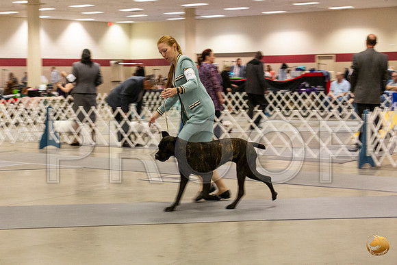 Cane Corso #6 Sun Rings_JJL_0745_Amrilo2019-HR3