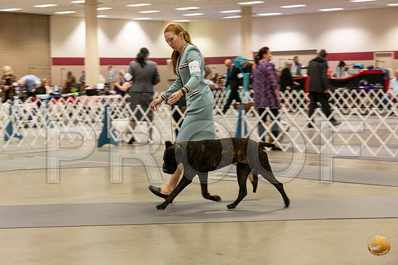 Cane Corso #6 Sun Rings_JJL_0746_Amrilo2019-HR3