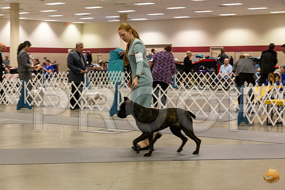 Cane Corso #6 Sun Rings_JJL_0752_Amrilo2019-HR3