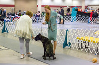 Cane Corso #9 Sun Rings