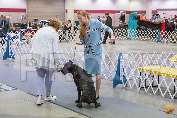 Cane Corso #9 Sun Rings_JJL_0675_Amrilo2019-HR3