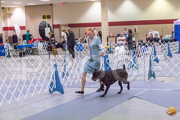 Cane Corso #9 Sun Rings_JJL_0690_Amrilo2019-HR3
