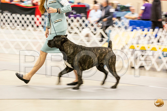 Cane Corso #9 Sun Rings_JJL_0692_Amrilo2019-HR3