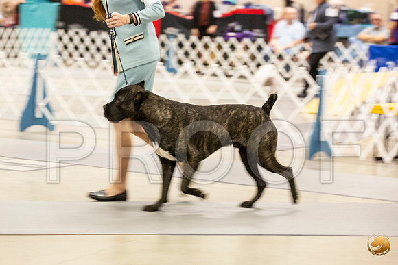 Cane Corso #9 Sun Rings_JJL_0693_Amrilo2019-HR3