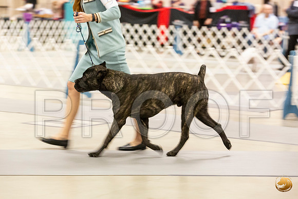 Cane Corso #9 Sun Rings_JJL_0694_Amrilo2019-HR3
