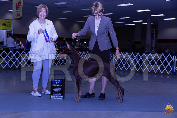 Doberman Pinscher #? Sun BOW Judge Nancy Liebes__JJ_0244_Amrilo2019-HR3