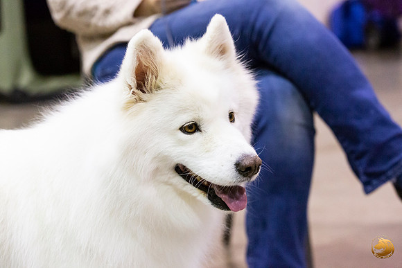 Samoyed Lisa Peterson Rally_JJL_0811_Amrilo2019-HR3