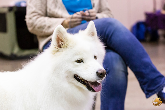 Samoyed Lisa Peterson Rally_JJL_0815_Amrilo2019-HR3