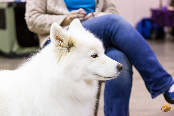 Samoyed Lisa Peterson Rally_JJL_0817_Amrilo2019-HR3