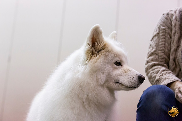 Samoyed Lisa Peterson Rally_JJL_0823_Amrilo2019-HR3