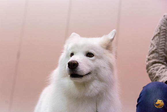 Samoyed Lisa Peterson Rally_JJL_0824_Amrilo2019-HR3