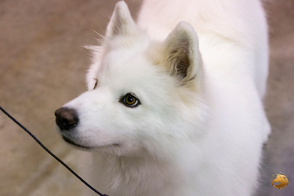 Samoyed Lisa Peterson Rally_JJL_0830_Amrilo2019-HR3