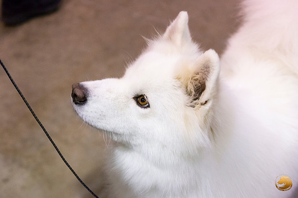 Samoyed Lisa Peterson Rally_JJL_0834_Amrilo2019-HR3
