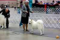 Samoyed Lisa Peterson Sun Conf Ring