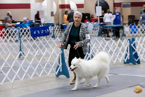 Samoyed Lisa Peterson Sun Conf Ring_JJL_0975_Amrilo2019-HR3