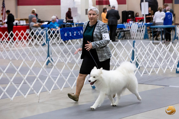 Samoyed Lisa Peterson Sun Conf Ring_JJL_0976_Amrilo2019-HR3
