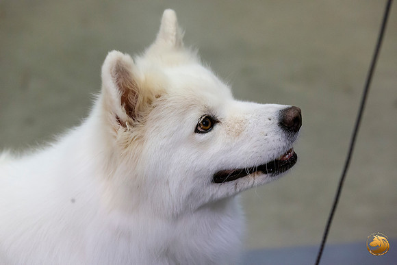 Samoyed Lisa Peterson Sun Conf Ring_JJL_0979_Amrilo2019-HR3