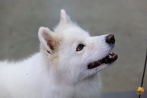 Samoyed Lisa Peterson Sun Conf Ring_JJL_0980_Amrilo2019-HR3