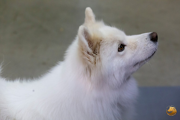 Samoyed Lisa Peterson Sun Conf Ring_JJL_0985_Amrilo2019-HR3