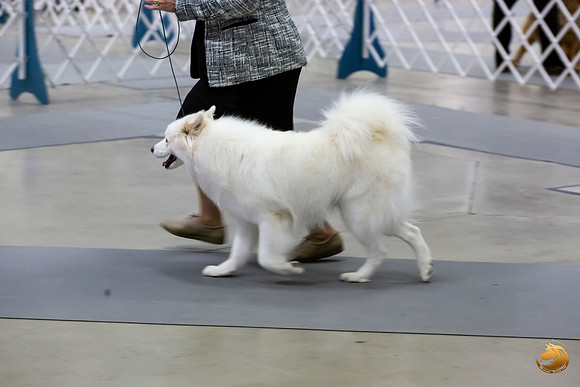 Samoyed Lisa Peterson Sun Conf Ring_JJL_0988_Amrilo2019-HR3