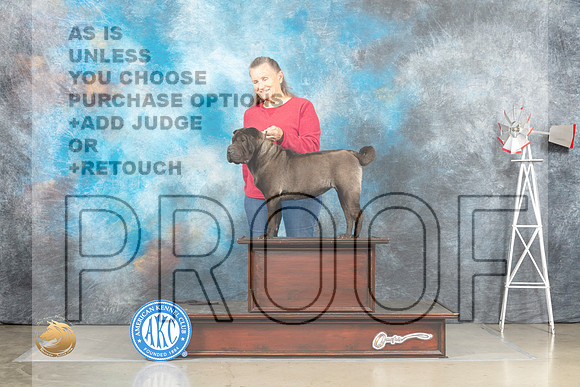 Chinese Shar Pei Mary Nelson_MJ_4470_Amarillo_2022_HR3