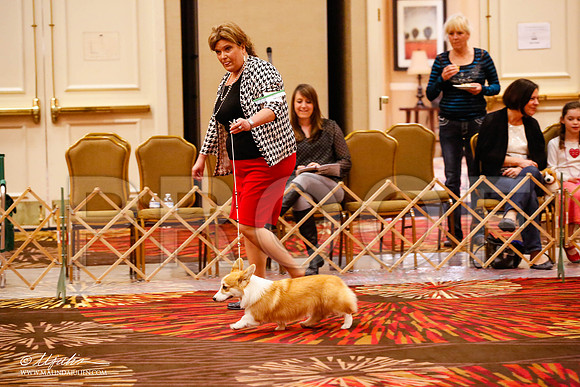 _JJ_8399-HstnCorgiFeb2015-HR3