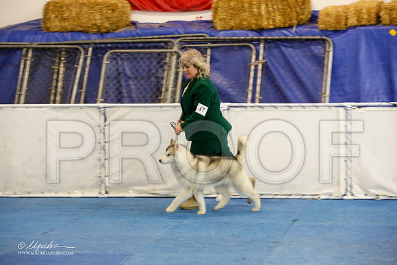 _M3_9424-AddisonHuskyMar2015-HR3