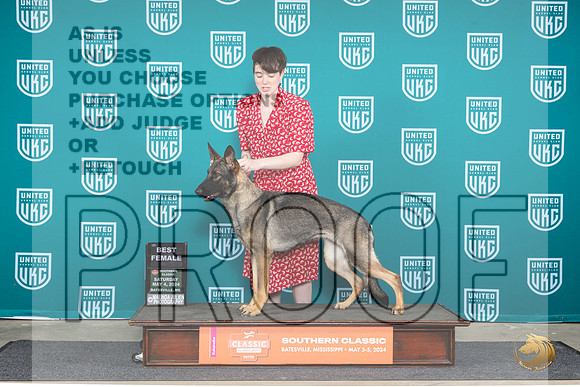 German Shepherd Dog #155 Sat BF Judge Pamela Perdue__JP_6527_BatesvilleMS_2024_HR3