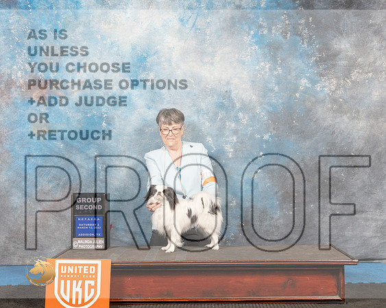 Japanese Chin #234 Sat2 G2 Judge David Arthur_MMJ_6472_Addison2022_HR3