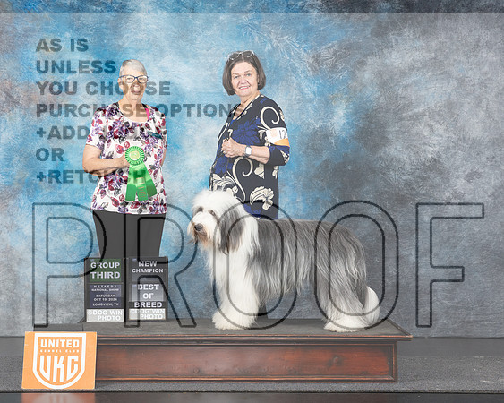 Bearded Collie #127 Sat G3 Judge Lila Fast-_JP_1473e_UKCLngvwOct_2024-HR3